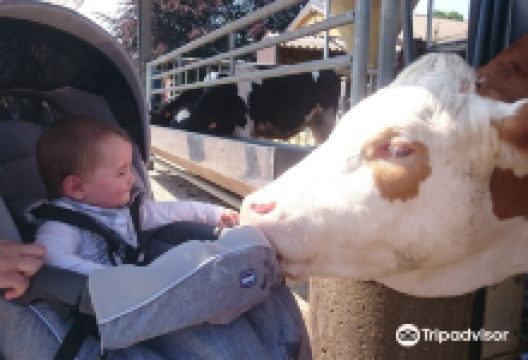 Kinderboerderij Barelhoeve景点图片