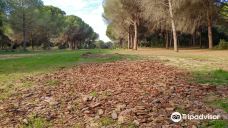 El Pinar del Rey-圣罗克