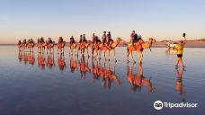 Cable Beach Camels - Camel Rides-布鲁姆