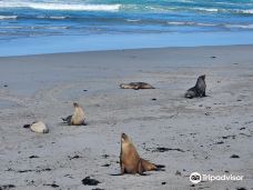 Seal Bay Conservation Park-袋鼠岛