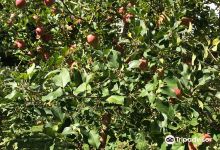 Fujita Kanko Apple Farm景点图片