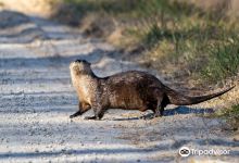Alligator River National Wildlife Refuge景点图片