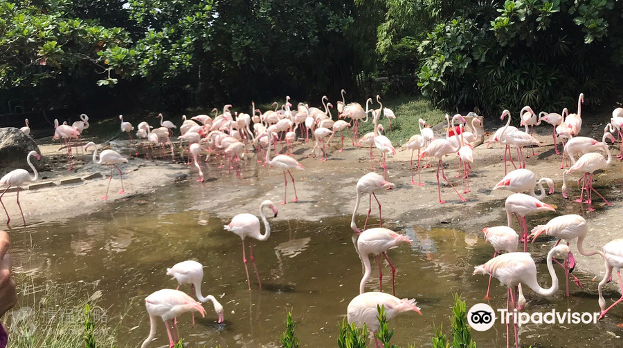 頑皮世界野生動物園