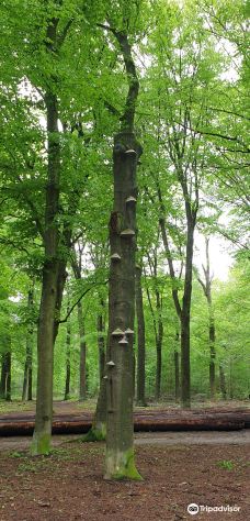 Nationaal Park Utrechtse Heuvelrug-多伦