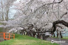 Ono River Cherry Blossom Avenue-函馆