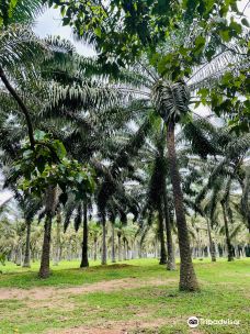 Jardin botanique de Bingerville-班热维尔