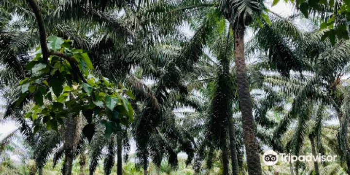 Jardin botanique de Bingerville
