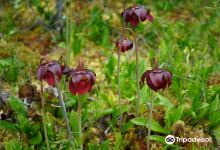 Big Bog State Recreation Area Southern Unit景点图片