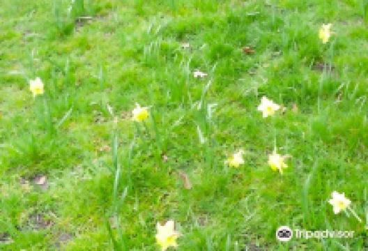 Peartree Green景点图片