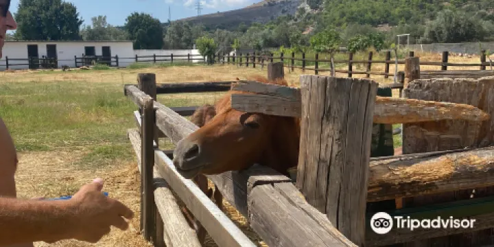 Faethon Miniature Horses Farm