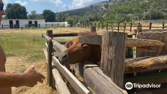 Faethon Miniature Horses Farm