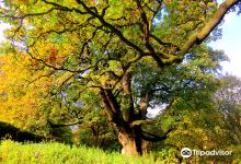 Birnam Oak景点图片