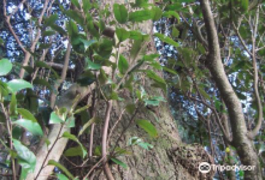 Tanteiro no Mori景点图片