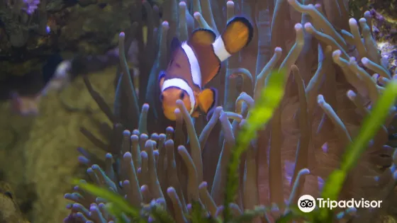 基爾水族館