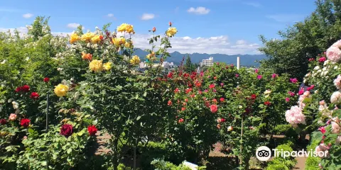 石田玫瑰花園