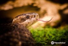 Kentucky Reptile Zoo景点图片