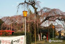 云上の桜景点图片