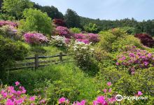 Go-daison Azalea Park景点图片