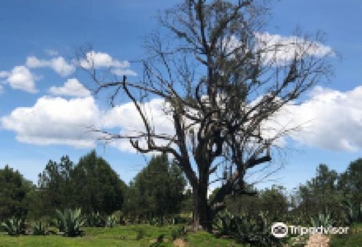 Hacienda Tepetzala景点图片