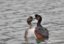 Reserve Ornithologique de Grand-Laviers景点图片