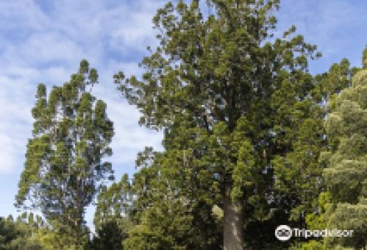 Parry Kauri Park景点图片