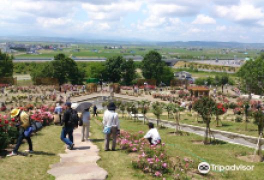 Rose Garden Chippbetsu景点图片