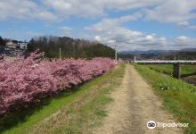Kannami Cherry Blossom Trees景点图片