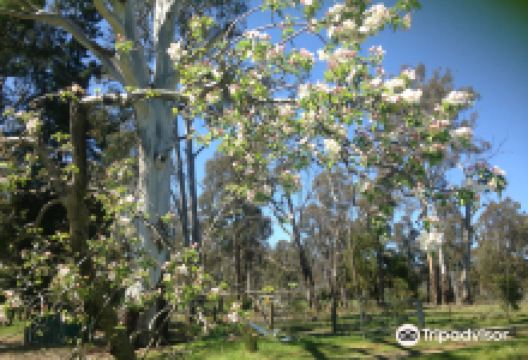 Warrawee Apple Orchard景点图片