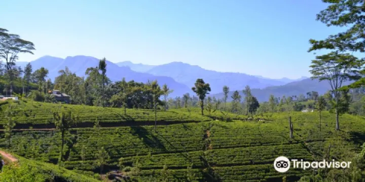 Glenloch Tea Factory