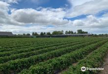 Ruakura Berry Farm景点图片