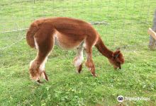 Dream Acres Alpacas景点图片