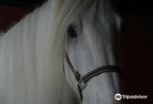 Shire Horse Experience Days景点图片