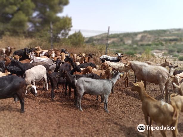 Queseria del Valle de Tibi