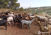 Queseria del Valle de Tibi美食图片