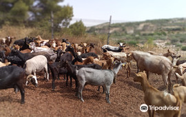 Queseria del Valle de Tibi