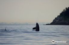 Seward Ocean Excursions-西沃德