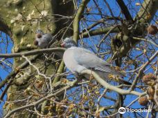 Alkmaarderhout en Westerhout-阿尔克马尔