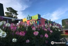 Celosia Flower Garden景点图片