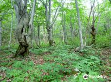 Nakajimadai Shishigahana Marsh-仁贺保市