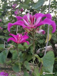 Jardin Creole-勒马兰