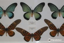 Museo Mariposas del Mundo景点图片
