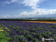 Farm Tomita Lavender East-上富良野町