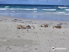 Seal Bay Conservation Park-袋鼠岛