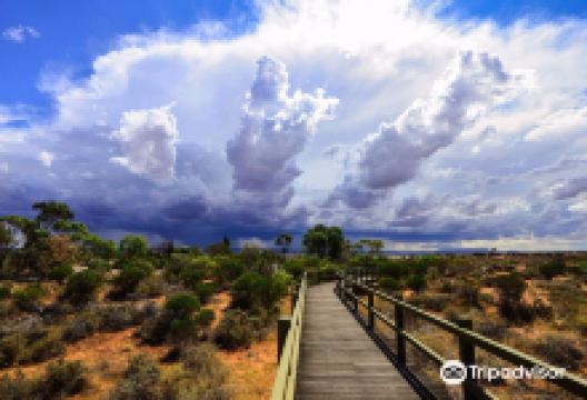 澳大利亚旱地植物园景点图片