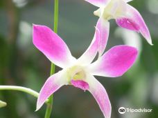 Orquidario de Morelia-莫雷利亚