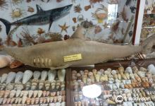 Bellview Shell Collection景点图片