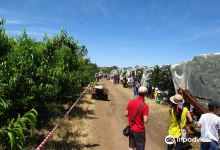 Paynes Orchards景点图片