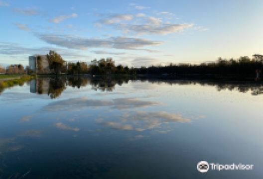 Victoria Park Lake景点图片