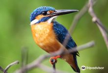 Kalametiya Bird Sanctuary - Bird Watching & Nature Safari景点图片