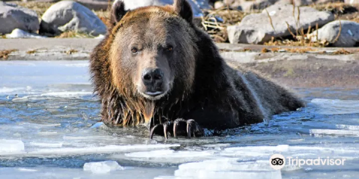 灰熊與狼保護中心